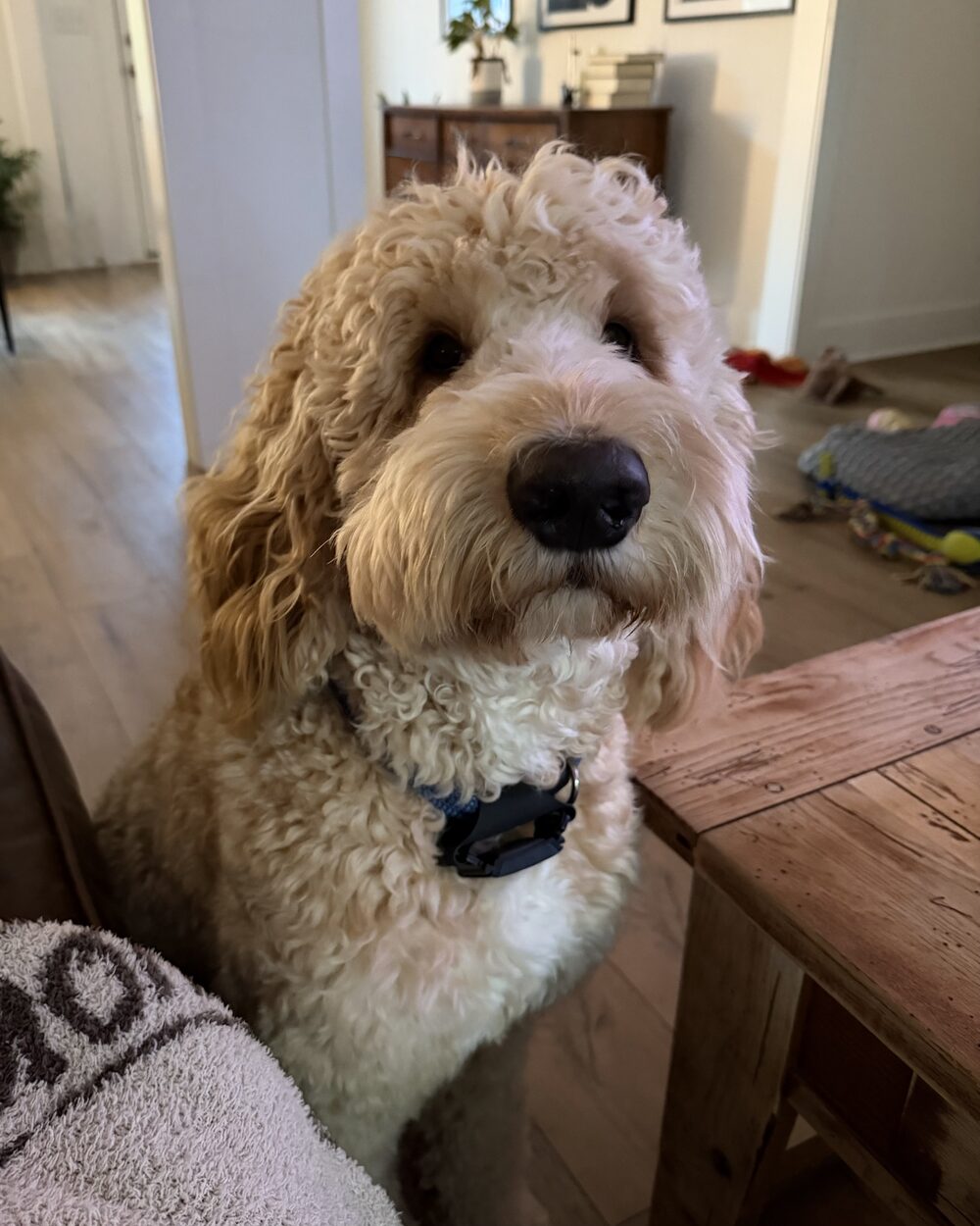 Arnold, the F1B Bernedoodle foundation sire of Black Warrior Doodles
