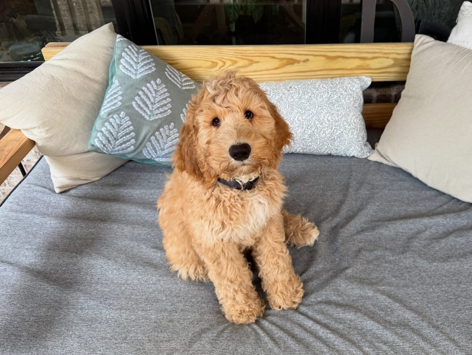 Black Warrior Doodles — Arnold, F1B Bernedoodle, at 12 weeks old