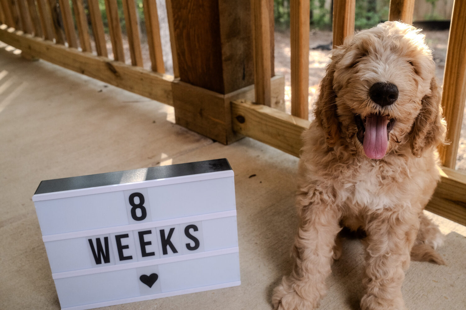 Black Warrior Doodles — Arnold, F1B Bernedoodle, at 8 weeks old